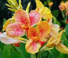 Схема вышивки «№62026»