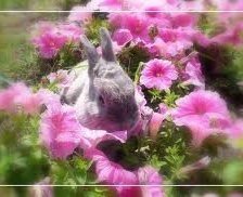 Схема вышивки «№62052»