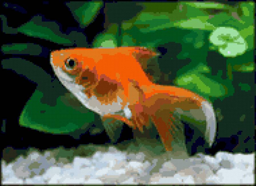 Золотая рыбка2 - вода, аквариум, животные, рыбы - предпросмотр