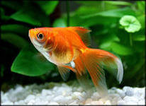 Схема вышивки «Золотая рыбка2»