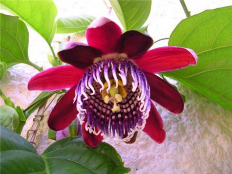 цвнточек - оригинал