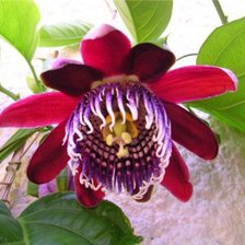 Схема вышивки «цвнточек»