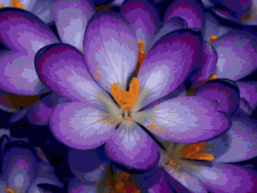 цветы - предпросмотр