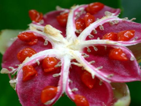 красный цветок - оригинал