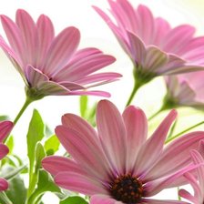 Схема вышивки «герберы»