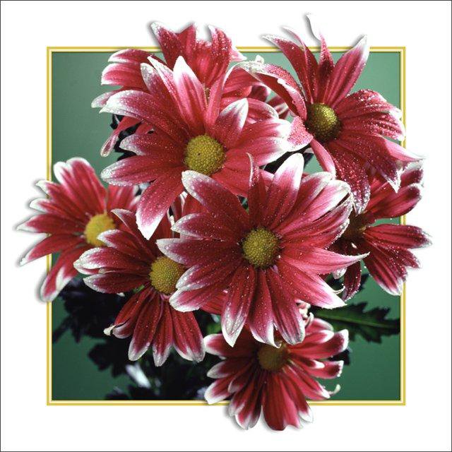 цветы - оригинал