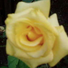 Схема вышивки «роза»