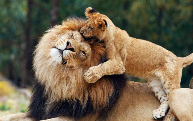 1 - львенок, лев - оригинал