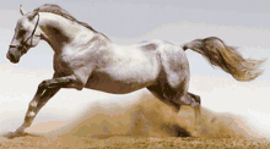 Галоп - конь - предпросмотр