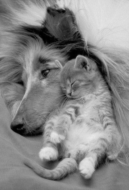 Колли и котенок - оригинал