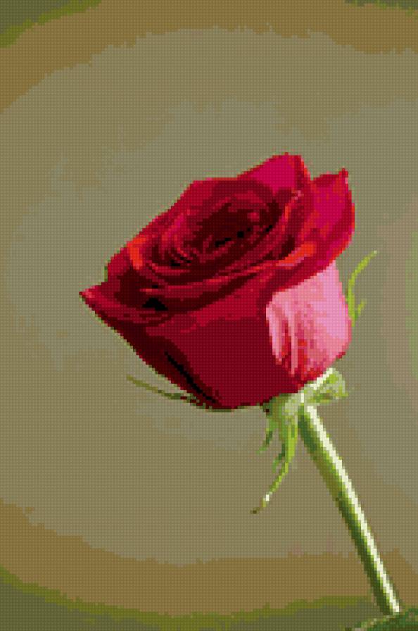 роза - цветы, роза, розы, цветок - предпросмотр