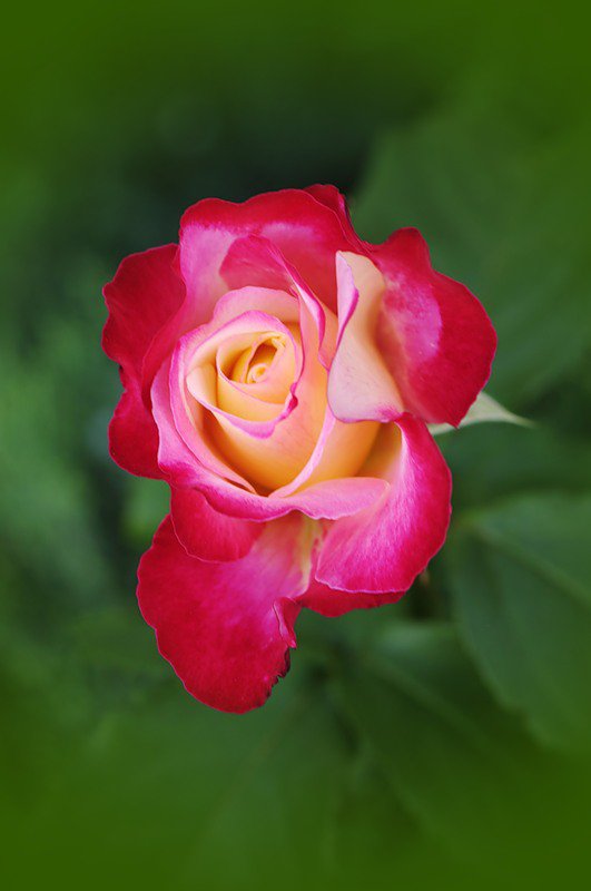 роза - цветы, роза, розы, цветок - оригинал