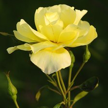 Схема вышивки «роза»