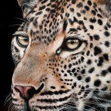 Схема вышивки «Леопард»