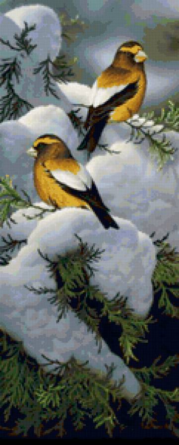 серия Птицы - птицы, природа, животные - предпросмотр