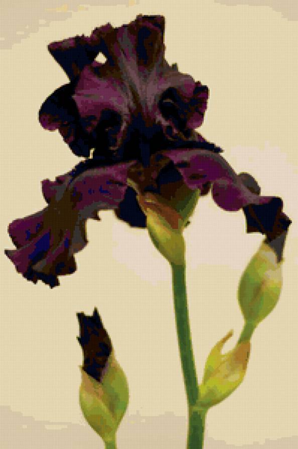 Ирис - цветы - предпросмотр