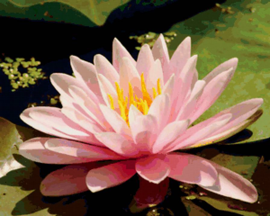 Кувшинка - цветы, вода, природа - предпросмотр