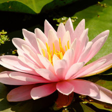 Схема вышивки «Кувшинка»