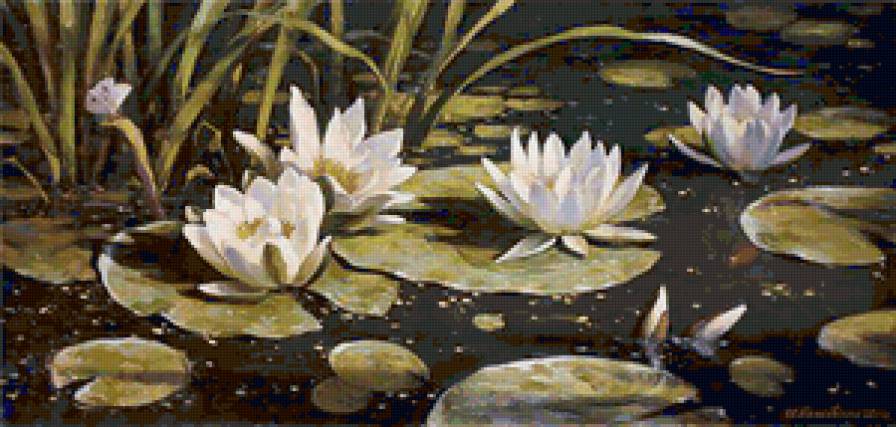 Кувшинки - природа, цветы, вода - предпросмотр