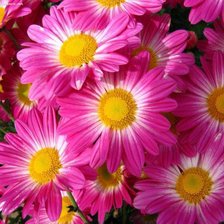 Схема вышивки «Цветочная подушка»