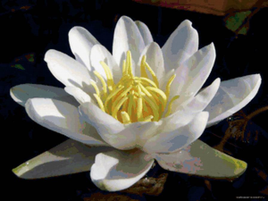 Кувшинка - цветы - предпросмотр