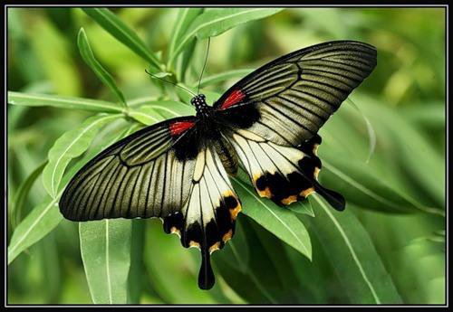 Тропическая бабочка - природа, животные - оригинал