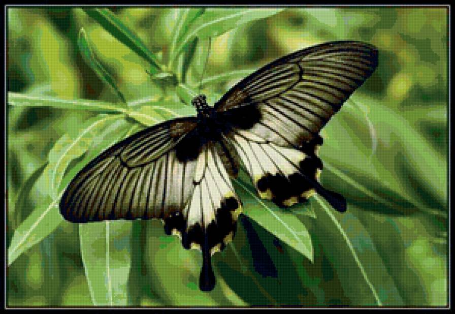 Тропическая бабочка - животные, природа - предпросмотр