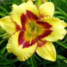 Схема вышивки «Лилия»