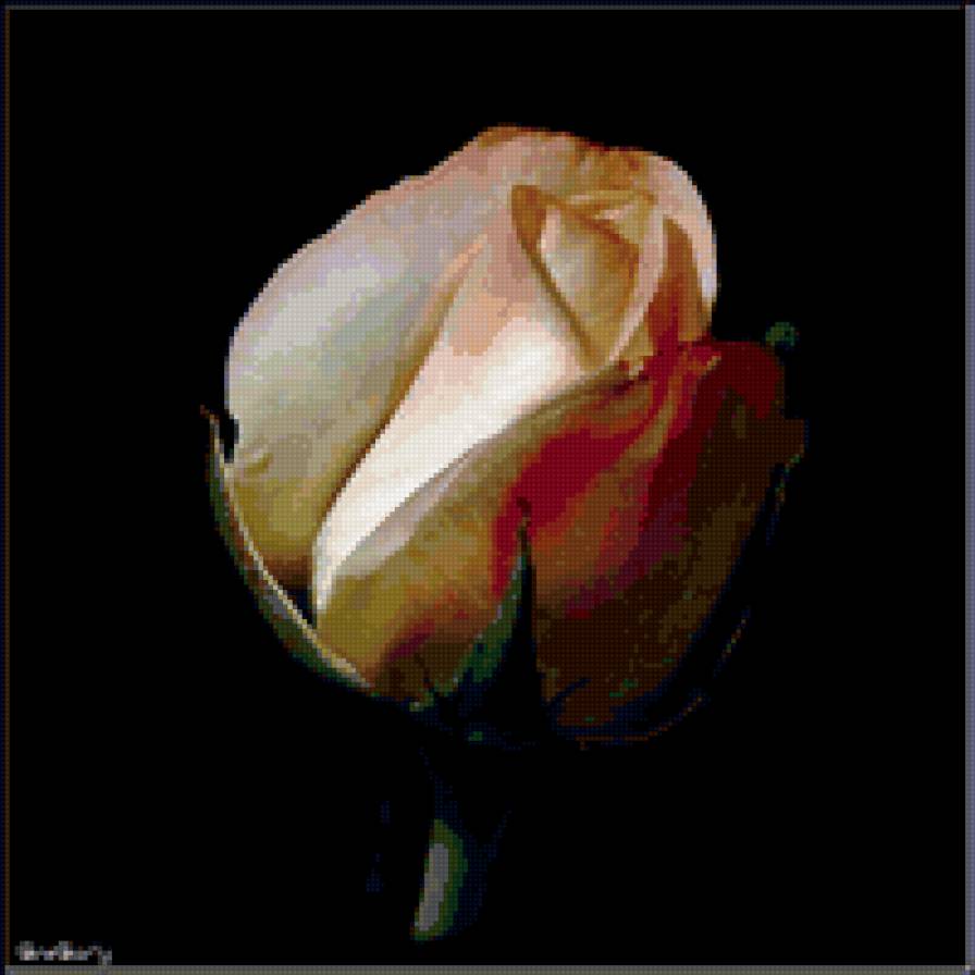 роза - розы, цветы - предпросмотр