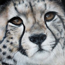 Схема вышивки «Гепард»