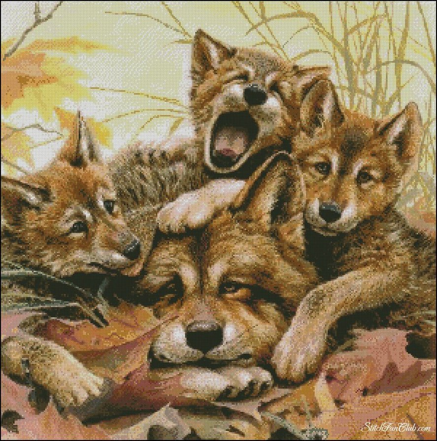 Волчица - волк, животные, хищник - оригинал