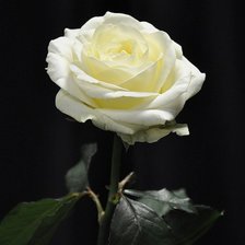 Схема вышивки «роза»