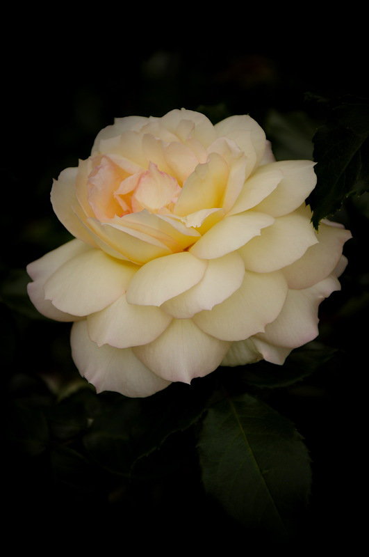 роза - розы, цветок, цветы, роза - оригинал