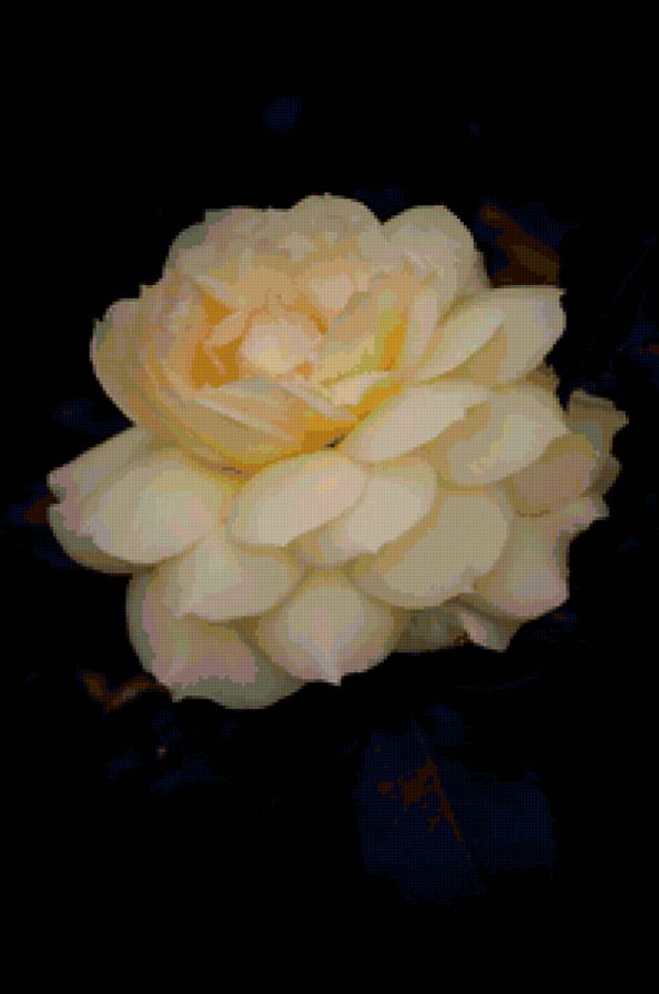 роза - роза, цветок, розы, цветы - предпросмотр