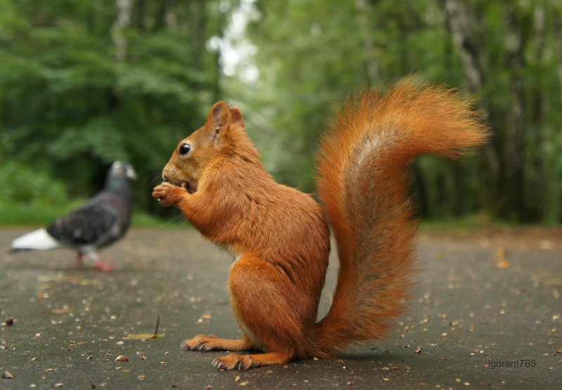 Городская белка - животные, белка, природа - оригинал
