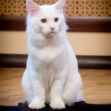 Схема вышивки «кот»