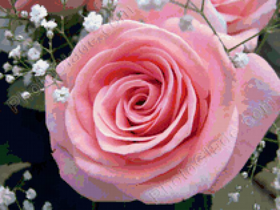 Розочка - розовый цвет, цветок, роза - предпросмотр