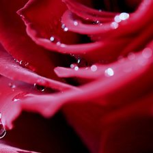 Схема вышивки «роза»