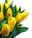 Схема вышивки «Желтые тюльпаны 1»