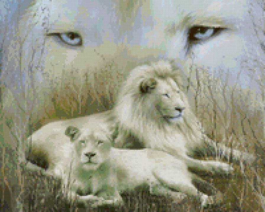 львы - предпросмотр