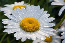 Схема вышивки «№63973»