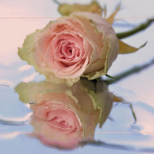 Схема вышивки «Роза»