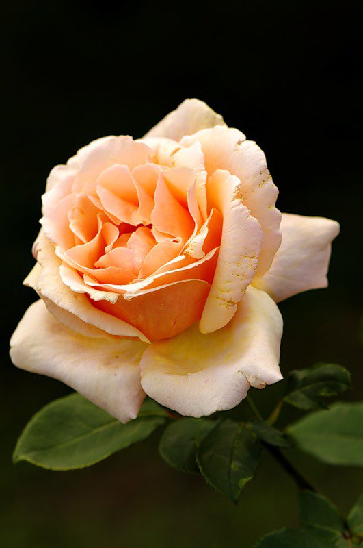 роза - цветок, роза, цветы, розы - оригинал