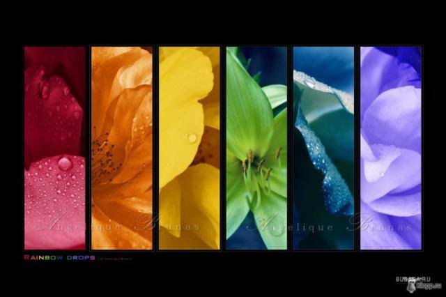 цвета в цветах - цветы, цветок, роза - оригинал