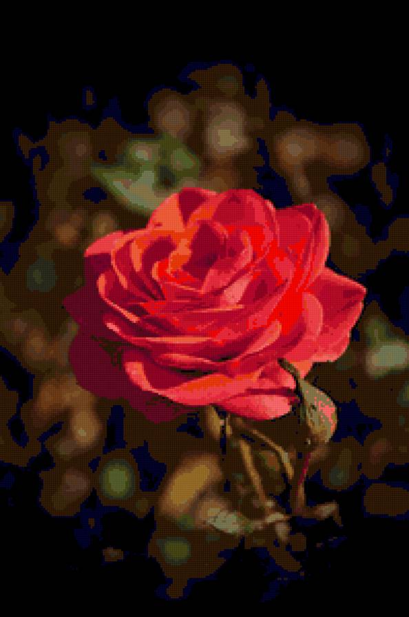 роза - цветок, роза, розы, цветы - предпросмотр