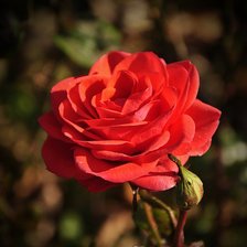 Схема вышивки «роза»