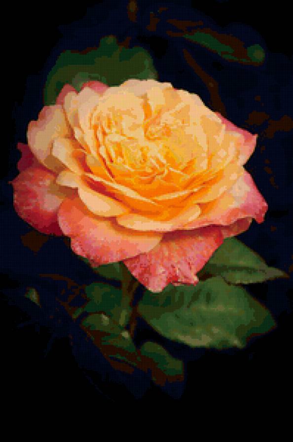 роза - роза, розы, цветок, цветы - предпросмотр