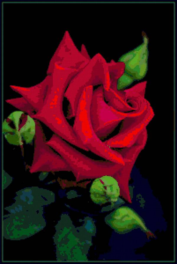 роза - цветок, роза, цветы, розы - предпросмотр