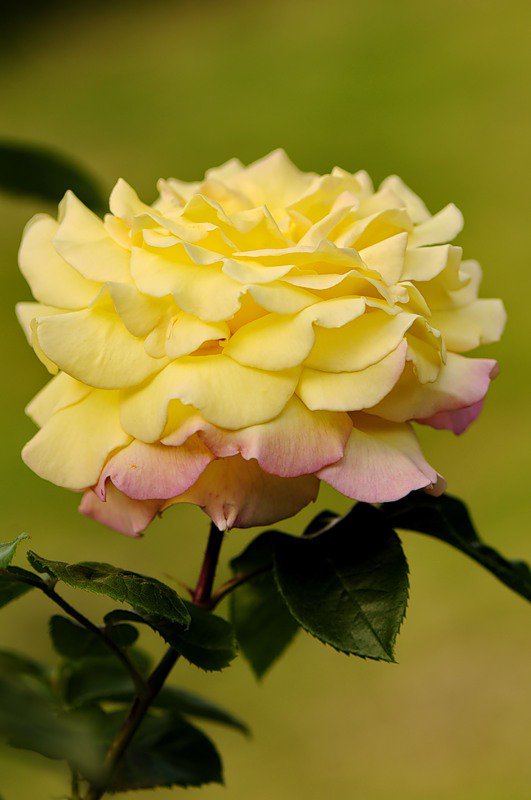 роза - цветы, розы, цветок, роза - оригинал