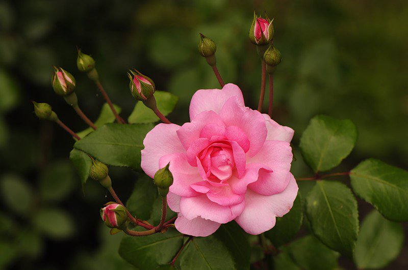 роза - бутоны, цветы, розы, роза, цветок - оригинал